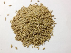 barley