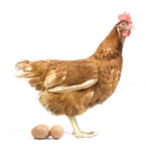 hen