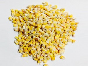 maize