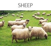 sheep-bt