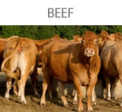 beef-bt