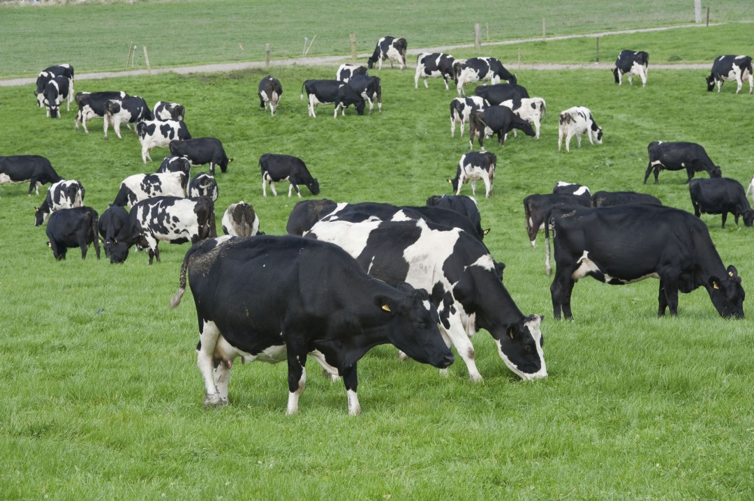Cows on grass. Photo O'Gorman Photography. Southern Milling. High