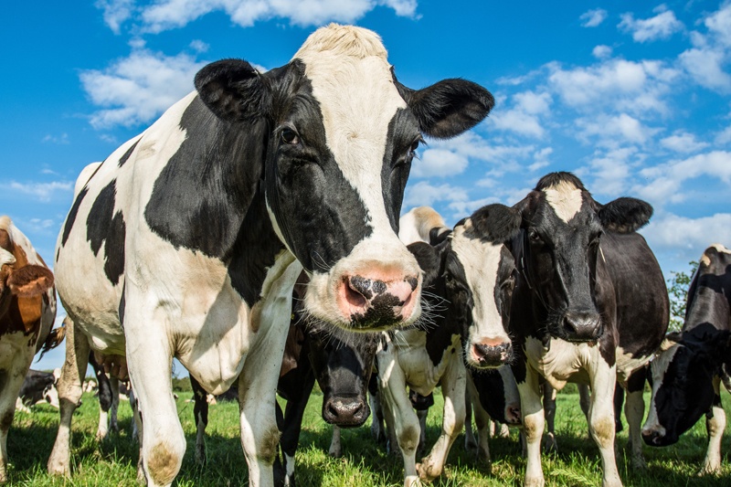 Dairy Cows and Concetrate Feeding