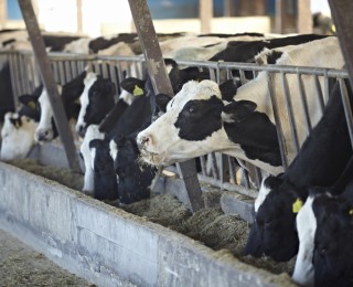 MILKOSOL 18 …feeding the freshly calved dairy cow.