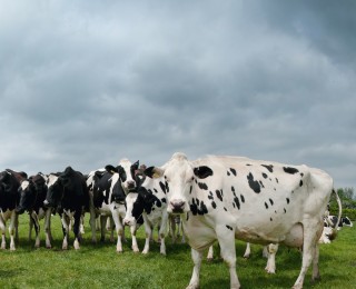 Late lactation feeding.