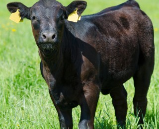 Southern Milling Calf Rearing Brochure